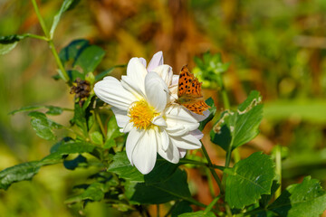 白い花と美しい蝶の共演