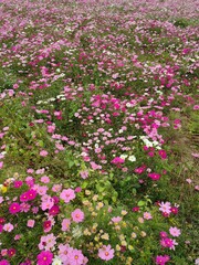 A field of pink flowers in a sunny day outdoors gardens