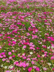 Fototapeta premium A field of pink flowers in a sunny day outdoors gardens