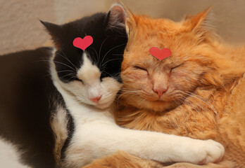 Cat friends with red hearts on their heads sleep in an embrace on Valentine's Day.