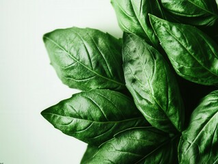 Obraz premium close up of fresh basil leaves