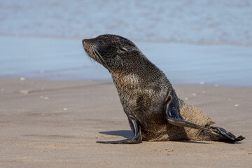 Elefante marino en la playa de Pinamar.