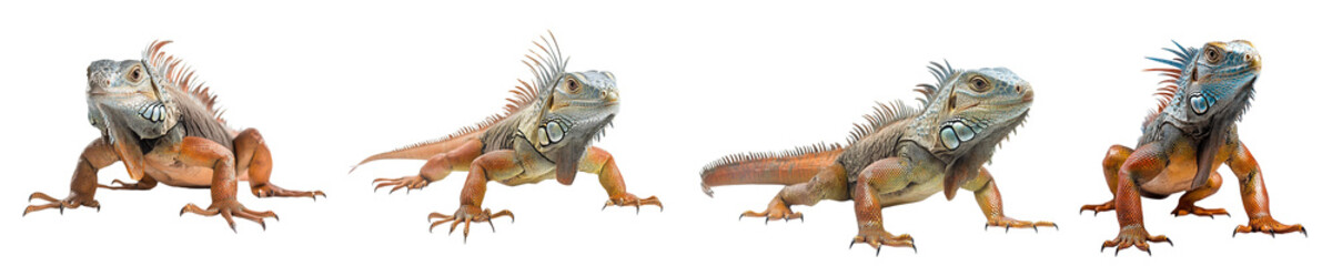 Fototapeta premium Four vibrant iguanas, showcasing diverse color morphs, posed against a stark transparent background. Ideal for reptile enthusiasts, wildlife documentaries, or exotic pet websites.