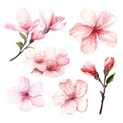 Fototapeta premium Delicate Pink Blossoms Watercolor Floral Art