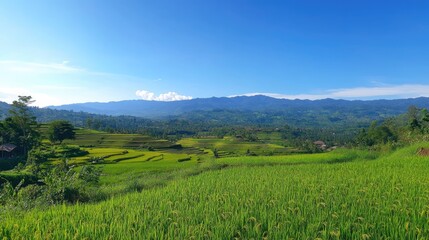 Obraz premium Vibrant rice terraces cascade down hillsides with rich green patches under a clear blue sky, showcasing Bali's natural beauty in morning light