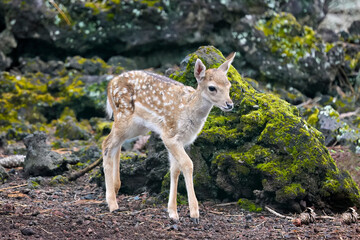 Fallow deer fawn ,dama dama, in the forest