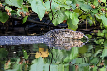 Water monitor lizard, Varanus salvator,  with its forked tongue out swimming in the pond.