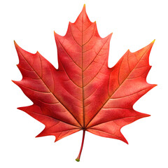 maple leaf isolated on white background