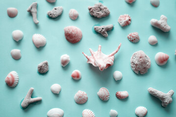 shells isolated on light blue background