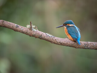 Male Kingfisher perhced on a Branch