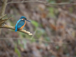 Male Kingfisher Perched Fishing on a Branch
