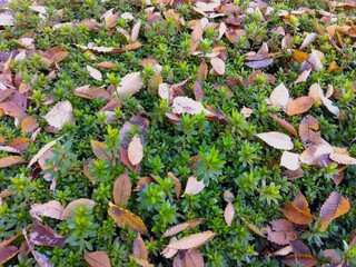 枯葉の散った冬のサツキの植え込み風景