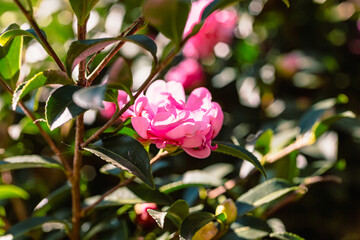 ピンク色のツバキの花