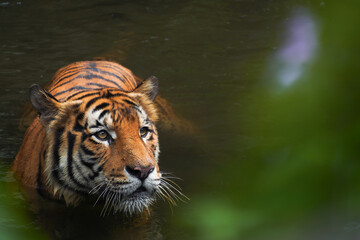 Malayan Tiger from Singapore Zoo in the water