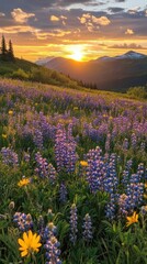 Obraz premium Serene Sunset Over Flowering Meadow with Mountains in the Background