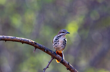 Brown Mockingbird perching on a tree in Kenya habitat, mimic bird