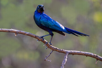 An greater blue-eared starling (Lamprotornis chalybaeus) perched on a branch, Kruger National Park, South Africa