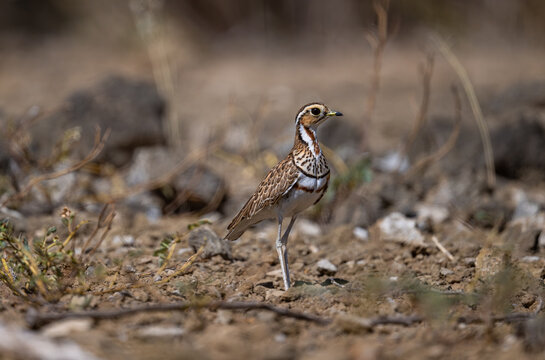 Three-banded racehorse (Rhinoptilus cinctus). Like other racehorse species, this is crepuscular and most active at dusk and dawn.
