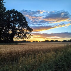 Fototapeta premium Golden wheat field at sunset serene landscape nature photography tranquil environment warm light and silhouetted trees
