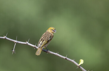 Masked Golden Weaver bird in Kenya habitat