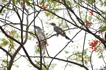 The Indian gray hornbill (Ocyceros birostris) is a common hornbill[2] found on the Indian subcontinent. It is mostly arboreal and is commonly sighted in pairs. It has grey feathers all over the body w