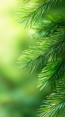 Obraz premium A close up of a pine tree branch with a green background