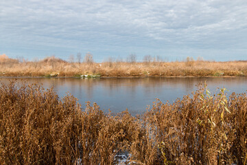 Natural lake in the countryside, the water is covered with the first ice, which reflects the blue sky. The shore is covered with dry grass. Autumn, sunny, frosty day.