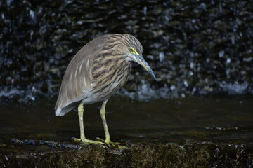 The Indian pond heron or paddybird is a small heron. It is of Old World origins, breeding in southern Iran and east to the Indian subcontinent, Burma, and Sri Lanka.