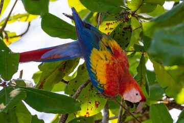 close-up of a scarlet macaw, ara at the riverfornt in dominical costa rica © Edwin