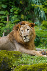 Portrait of an African Lion from Singapore Zoo