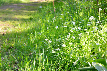 a footpath with sunbeams and small white flowers in the grass
