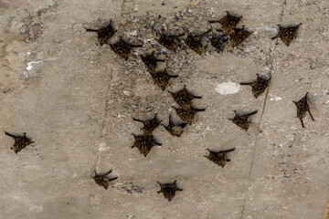 large group of proboscis bat hanging unterneath a bridge at the river in dominical costa rica