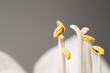 close up of a flower’s stamens. Abstract minimalism flower background 