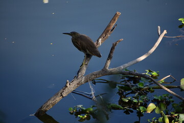 The Indian pond heron or paddybird is a small heron. It is of Old World origins, breeding in southern Iran and east to the Indian subcontinent, Burma, and Sri Lanka.