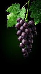 Fototapeta premium A bunch of grapes hanging from a vine with green leaves