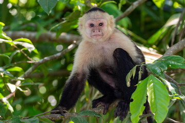 close-up of a white faced capuchin monkey looking at me at the riverfront costa rica