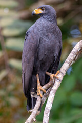 close-up of a mangrove black hawk sitting  on a branch at the roiverfront in costa rica