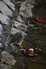 The Indian pond heron or paddybird is a small heron. It is of Old World origins, breeding in southern Iran and east to the Indian subcontinent, Burma, and Sri Lanka.