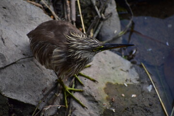 The Indian pond heron or paddybird is a small heron. It is of Old World origins, breeding in southern Iran and east to the Indian subcontinent, Burma, and Sri Lanka.