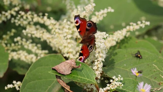 European Peacock butterfly (Aglais io, Inachis io) feeds on buddleia