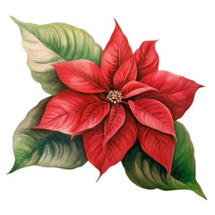 Obraz premium A Vibrant Red Poinsettia Flower with Lush Green Leaves