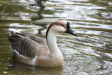The Chinese is an international breed of domestic goose, known by this name in Europe and in North America. Unlike the majority of goose breeds, it belongs to the knob geese, which derive from Anser c