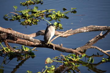 The black-crowned night heron [or black-capped night heron], commonly shortened to just night heron in Eurasia, is a medium-sized heron found throughout a large part of the world.