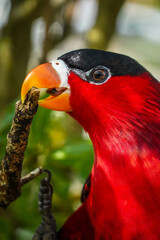 Close up of a lory at Singapore's Bird Paradise