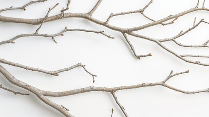 Fototapeta premium Twisted branches arranged artistically on a light background for modern decor