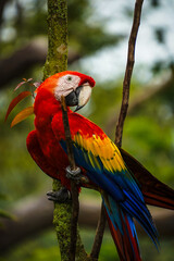 Scarlet Macaw from Singapore's Bird Paradise