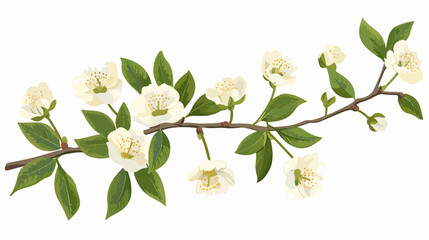 Ulmo Eucryphia cordifolia Branch with Flowers and Leaves