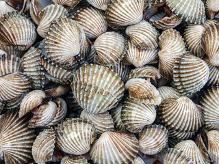 Cockle shell background Top view, Close-up of cockling, cockles, fresh food