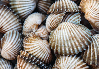 Close up of Cockle shell , abstrac cockling background cockles, fresh food