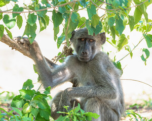 A baboon sits high in a tree, its sharp eyes scanning the surroundings
